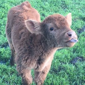 Meet your Posher, Jodi